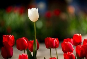 elPress139402011019231429595363ir4