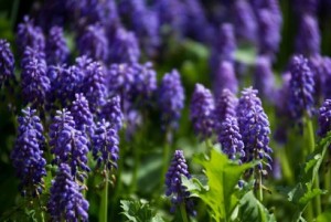 elPress139402011019521429595392ir4