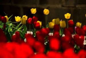 elPress139402011020161429595416ir4