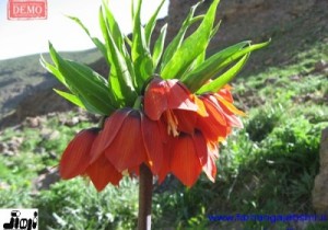 t_10162_400x280_IMG_3367