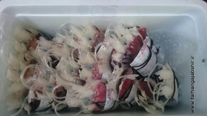 photo_2016-01-11_15-48-55