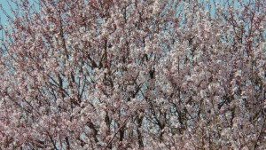 photo_2016-03-15_13-24-22