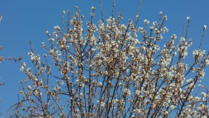 photo_2016-03-15_13-24-33