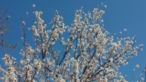 photo_2016-03-15_13-24-39